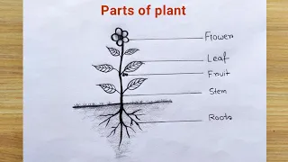 Parts of plant drawing easy | How to draw different parts of plant | Plant parts drawing easy ideas