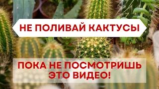 Как правильно поливать кактусы и суккуленты летом? Методы полива