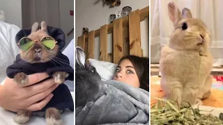 Os Coelhos mais FOFOS e ENGRAÇADOS do TikTok | Animais Fofos