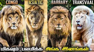 மிகவும் பலமிக்க சிங்க இனங்கள் | 9 Strongest & Powerful Lion Subspecies | Savage Empire