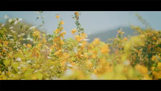 『問わず語り』- 刀剣男士 formation of 心覚【OFFICIAL MUSIC VIDEO】