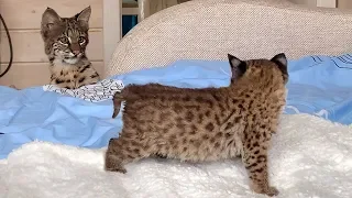 ACQUAINTANCE OF THE LYNX KITTEN AND BOBCAT LUNA