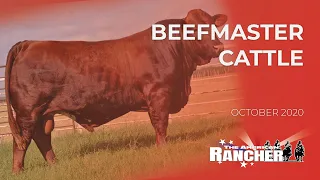 Beefmaster Cattle | The American Rancher