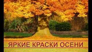 Яркие краски осени: красивая осенняя природа. Bright colors of autumn: beautiful autumn nature