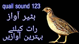 Batair awaz || quail sound || batair awaz rath k leye 16.07.2020