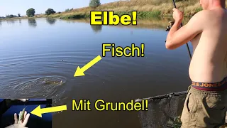 Angeln an der Elbe auf Aal, Zander und Wels! Mit Grundeln und Tauwurm! Was fangen wir hier?