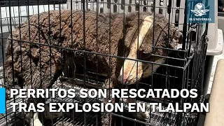 Rescatan a perritos tras explosión de casa en Tlalpan