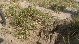 Asiatic sand sedge plant invades shore beach dunes