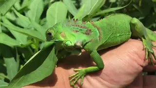 Baby Lizard  Green Iguana vegan #lizard #lizards #kadal #iguana #baby  #vegatarian  #petlover #vegan