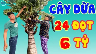 Cây dừa hô 6 tỷ và cái kết - Độc Lạ Bình Dương