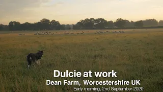 Border collie sheepdog Dulcie at work herding sheep at Dean Farm UK