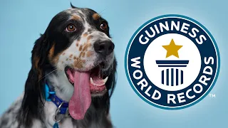 Longest Tongue On A Dog - Guinness World Records