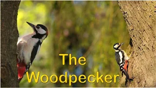 The Woodpecker | Woody Woodpecker | Woodpeckers the World | Woodpecker gone mad!