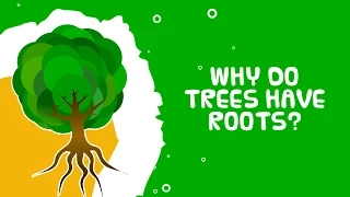 Interesting Trees Facts | Why Do Trees Have Roots? | Kidsvideoshow