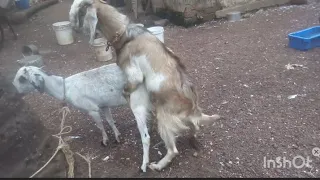 Goat Mating #mating #matingseason #matingseason