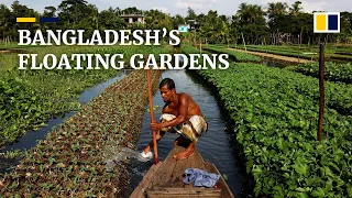Floating farms in Bangladesh enables year-round farming