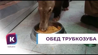 В Калининградском зоопарке сняли на видео, как трубкозуб Терренс обедает мучными червями