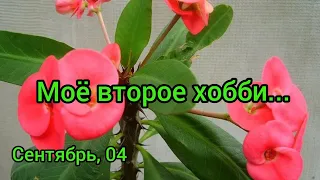 Моё второе хобби. КОМНАТНЫЕ РАСТЕНИЯ. МОЛОЧАЙ МИЛЯ: УХОД ЗА НИМ В ДОМАШНИХ УСЛОВИЯХ.