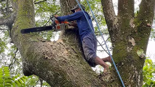 High risk !! Cut down the trembesi tree with many branches near the house.