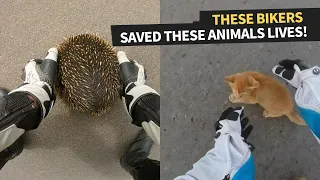 Top 3 Wholesome Biker Moments When They Rescue Animals