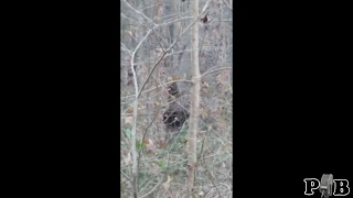 the "Great Shot Of Bigfoot" Video