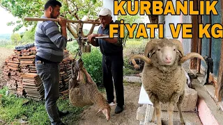 KURBANLIK KUZULAR KAÇ KG GELDİ?KURBANLIK KUZU FİYATLARI~AMCAMLA KOYUN OTLATIRKEN ÇAY YAPTIK.