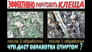 🦀Клещ на орхидеях и методы борьбы с ним.🏹  Под микроскопом 🔬