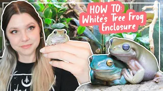 How To Set Up A White's Tree Frog Enclosure