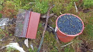 купити гребінку для збирання чорних ягід buy a comb for picking black berries