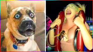 Funny Animal Videos 🐈🐶  Funniest Dogs And Cats Videos 🙈  Cute Animals/Animals Compilation #83