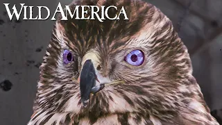 Wild America | S9 E2 The Grouse and the Goshawk | Full Episode HD