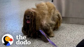 Matted dog looked like he had 6 legs now he looks completely different | The Dodo Faith = Restored