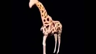 Fancy #giraffe dance