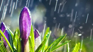 10 Hours of Relaxing Music - Sleep Music with Rain Sound, Piano Music for Stress Relief (Emma)