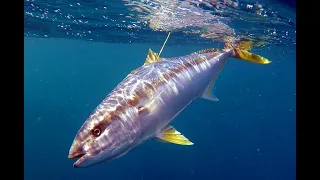 IFISH Port Augusta Power Station Kingfish