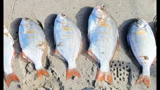 How to Catch Big Surf Perch - Oregon Surf Fishing