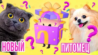 У НАС НОВЫЙ ПИТОМЕЦ | ЕДЕМ ЗА НАШИМ МАЛЫШОМ | #ВзялиПитомца