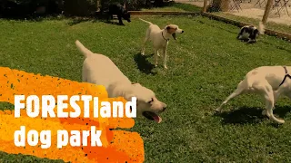 FORESTland Dog Park!