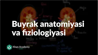 Buyrak anatomiyasi va fiziologiyasi | Ayirish tizimi | Tibbiyot