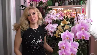 Взрослые орхидеи цветут МОЩНО! ВСЕГДА ЛИ ЦВЕТЕНИЕ ПОКАЗАТЕЛЬ ЗДОРОВЬЯ ОРХИДЕИ?!