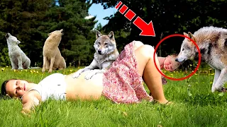 The wolves surrounded the pregnant woman. Then something terrible happened!