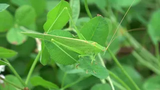 リュウキュウツユムシ♂（ツユムシ科） Phaneroptera gracilis   2024年5月　沖縄本島