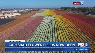 Carlsbad Flower Fields Now Open