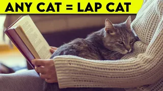 Lap Cats: How to Create One in Easy Steps