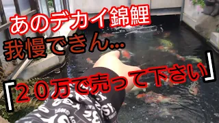 デカイ綺麗な錦鯉見たら、頭バグって『２０万で売って下さい』言いました。#Koi  #錦鯉  #アクアリウム