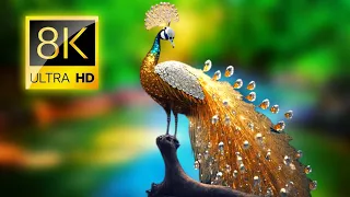 Mesmerizing Peacocks in 8K HDR | Ultra HD Peacock Dance and Plumage Display