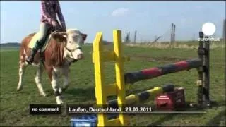 Luna the jumping cow