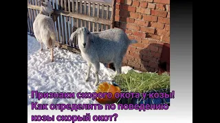 Признаки скорого окота у козы! Как определить по поведению козы скорый окот?