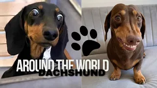 Dachshund Around The World The Best Worldwide Video Compilation mini weiner puppies sausagedog video