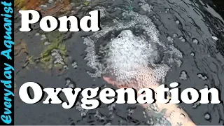 How To Aerate & Oxygenate Your Pond